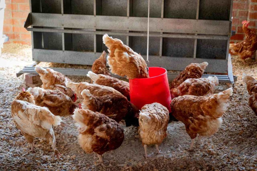 Poultry birds in a poultry farm