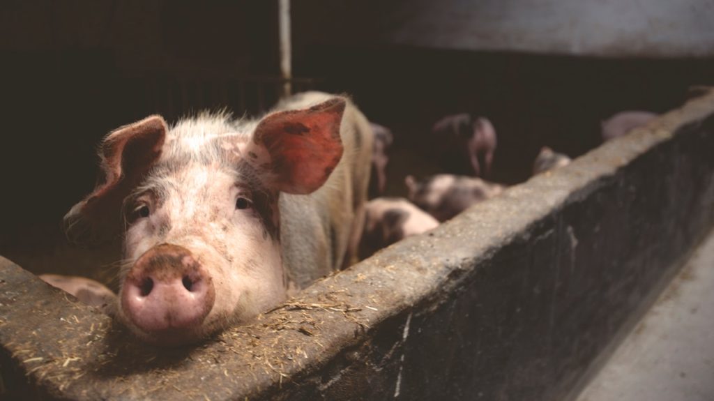 Agriculture: Pig farming