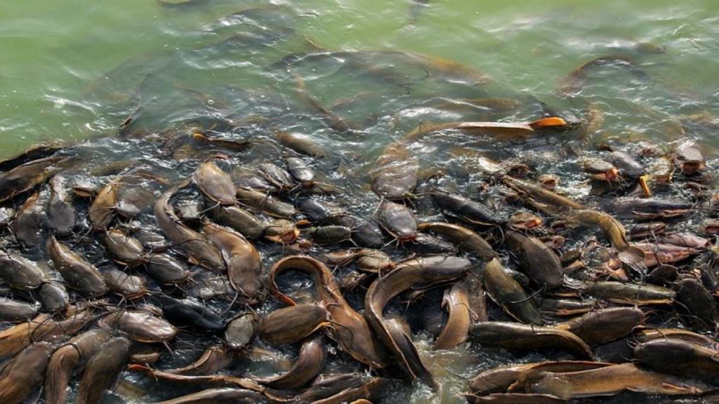 Carfish farming in Nigeria